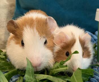 Rescue Guinea Pig Guinea Pigs for Adoption in Los Angeles, California - Mama Dulce And Baby Pudding | PetCurious